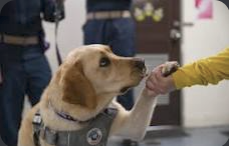 Sage meeting a sailor in an IRL Navy photo.