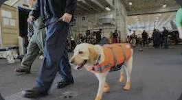 Sage walking in her carrier gear in an IRL photo.
