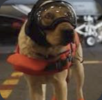 Sage wearing flight deck protective gear in an IRL photo.