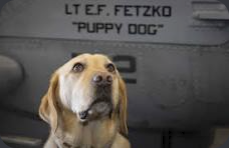 Sage posed near Navy aircraft markings in an IRL photo.