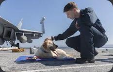 Sage relaxing on the carrier deck in an IRL photo.